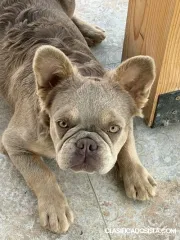 Bulldog Francés hembra