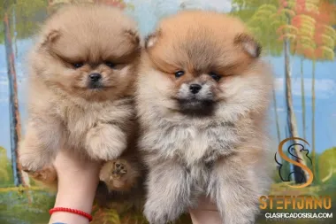Pomerania Boo cachorros