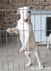 Cachorros de Bull Terrier Estándar