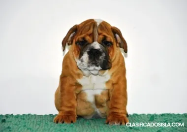 Bulldog Inglés