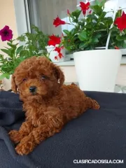 Caniche toy rojo taza de té