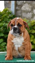 Bulldog Inglés
