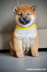 Shiba Inu cachorros en venta