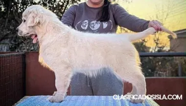 Golden Retriever – HERMOSOS cachorros