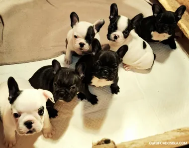 Bulldog Francés – Cachorros de Alta Calidad