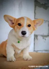 Welsh Corgi Pembroke – Hermosos Cachorros