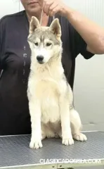 Cachorra de Husky Siberiano
