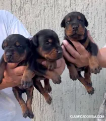 Doberman cachorros