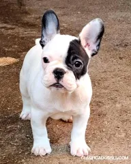 Bulldog Francés – Cachorros hermosos