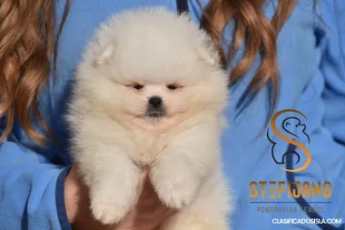 Pomeranian BOO Cachorros