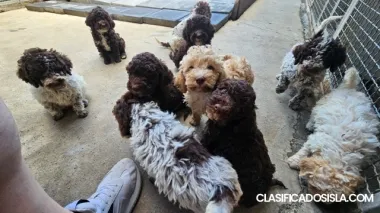Lagotto Romagnolo, hermosos cachorros