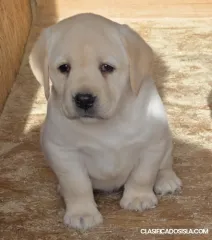 Cachorros de Labrador retriever de origen campeón