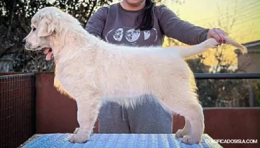 Golden Retriever – Cachorro