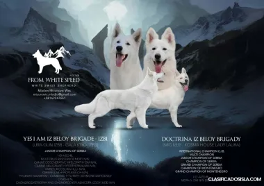 Pastor Blanco Suizo – Cachorros