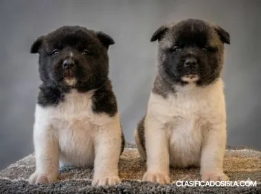 Cachorros Akita Americano TOP