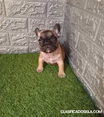 Bulldog Francés
