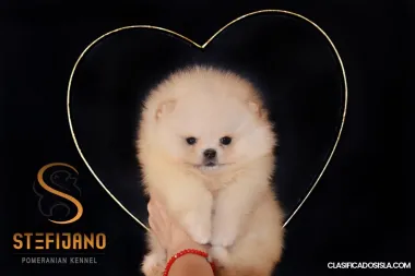Pomerania – Cachorros Hermosos