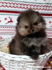 Pomerania Spitz, cachorros hembra