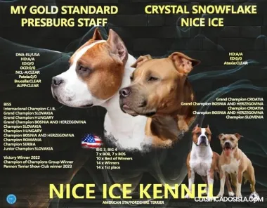 American Staffordshire Terrier