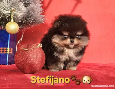 Pomeranian Boo – cachorros CHOCOLATE & TAN | NUEVO