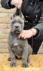 CANE CORSO cachorros