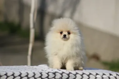 Cachorros Pomerania Boo