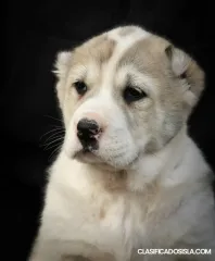 Pastor de Asia Central – cachorros de máxima calidad